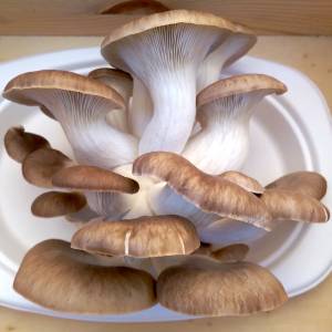 Cluster of Phoenix Oyster Mushrooms