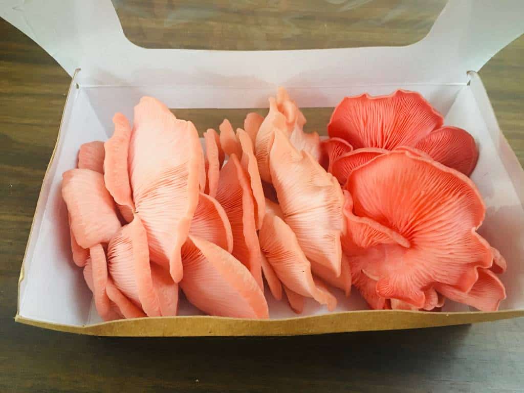 Fresh Pink Oyster mushrooms for sale online or at markets
