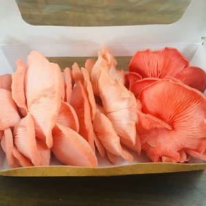Fresh Pink Oyster mushrooms for sale online or at markets
