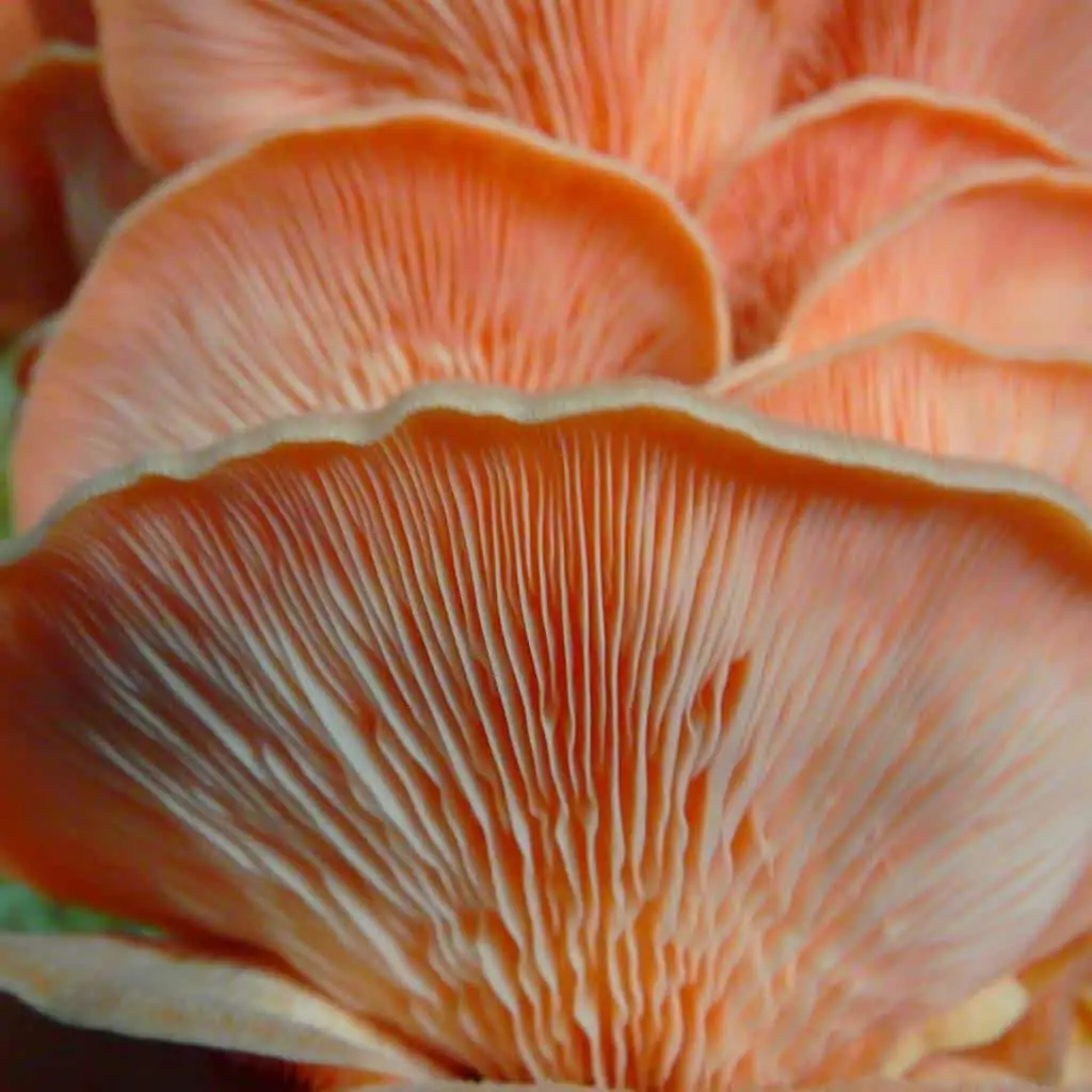 pink oyster mushroom gills