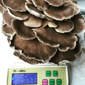 Yield of oyster mushrooms