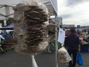 5 kg Grey oyster mushroom grow kit