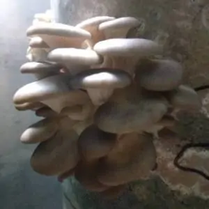 Mushroom production - grow rooms