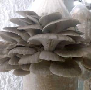Problems growing mushrooms