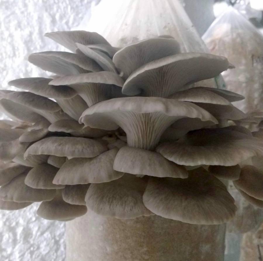 Cluster Grey Oyster mushroomss