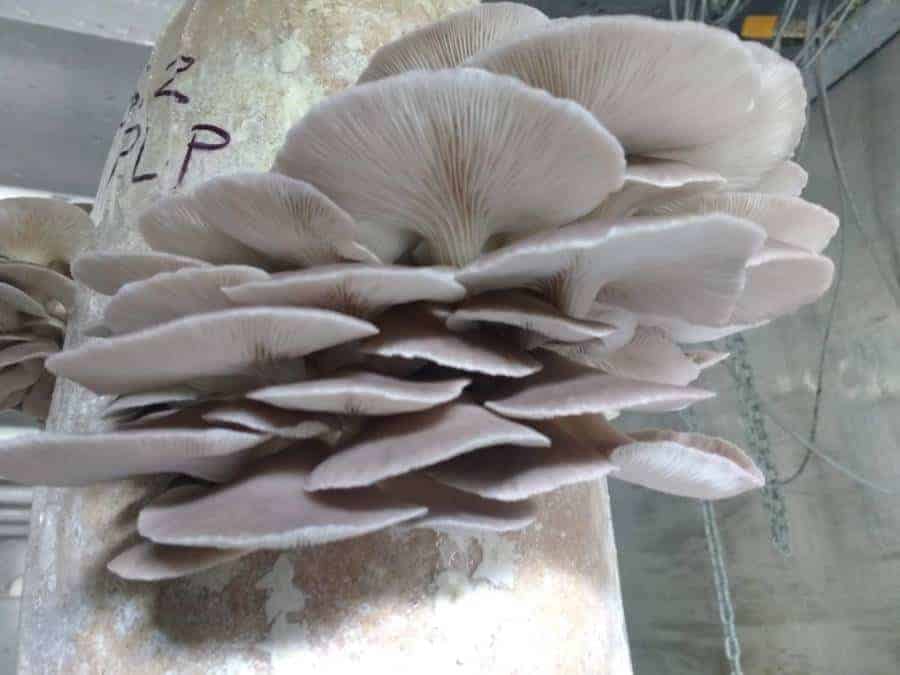 cluster of mushrooms
