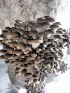 Massive Cluster of Phoenix Oyster Mushrooms