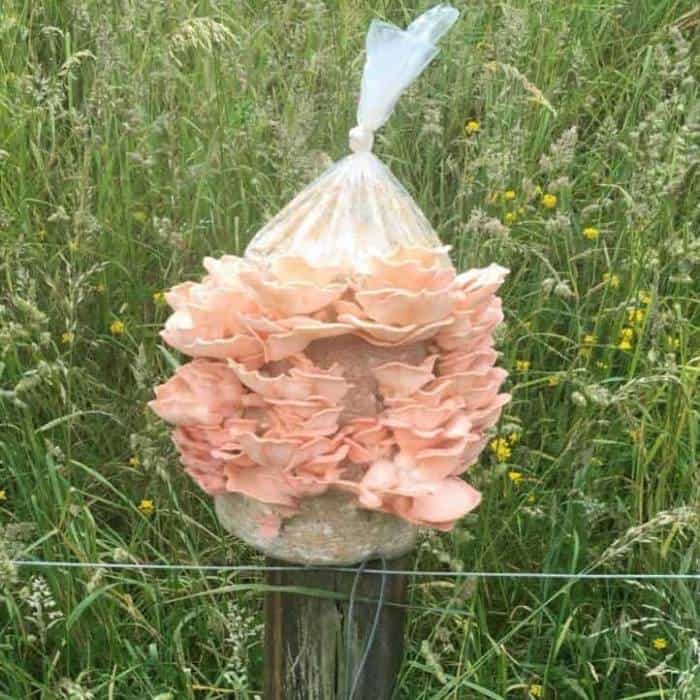 Pink Oyster Mushroom mini farm in field of gress