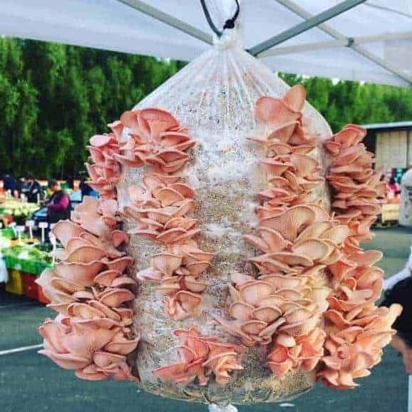 grow your own mushrooms. Farmers market Pink Oyster mushroom grow kit