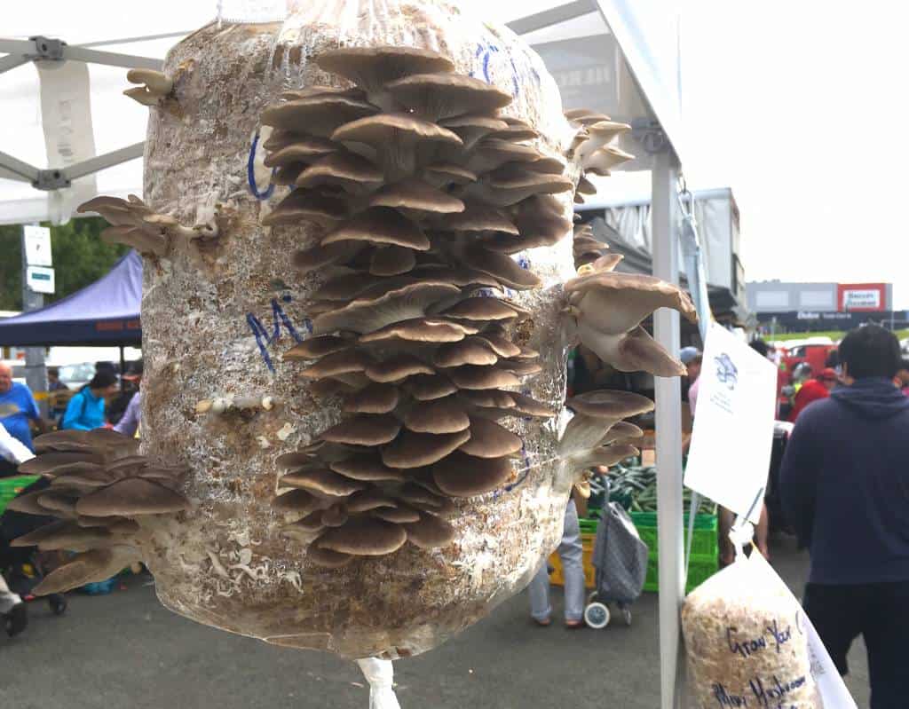 Gray Oyster Mushroom grow kit at market