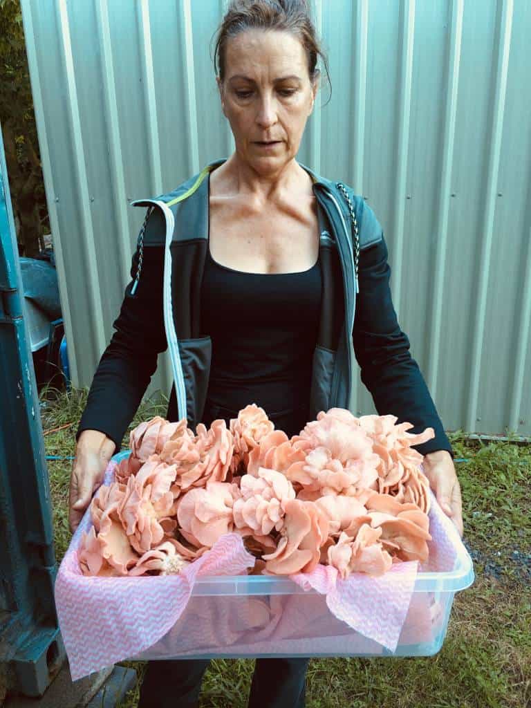Jude harvesting Pink Oyster Mushrooms