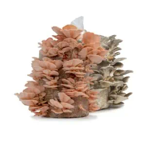 Pink and Grey Oyster Mushroom grow kits