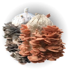 Pink and Grey Oyster Mushroom grow kits