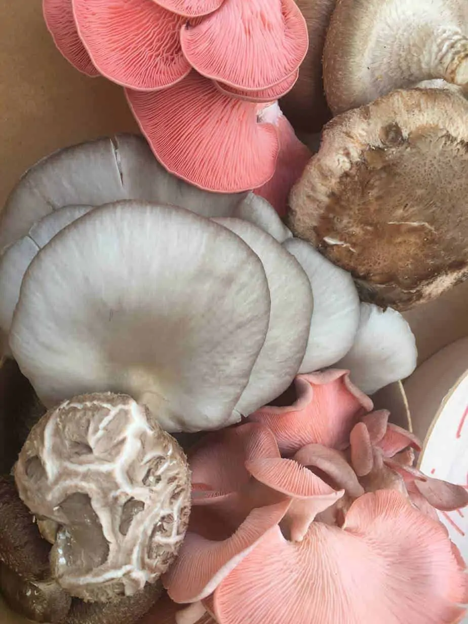 Learn how to grow Oyster and Shiitake mushrooms