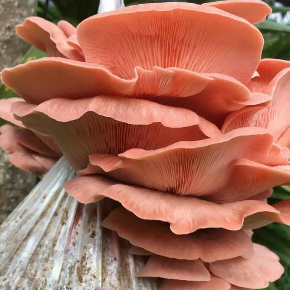 Pink Oyster mushroom ready to harvest