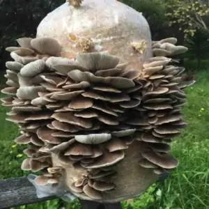 Grow your own mushrooms. Grey Oyster Mushroom grow kit (mini-farm)