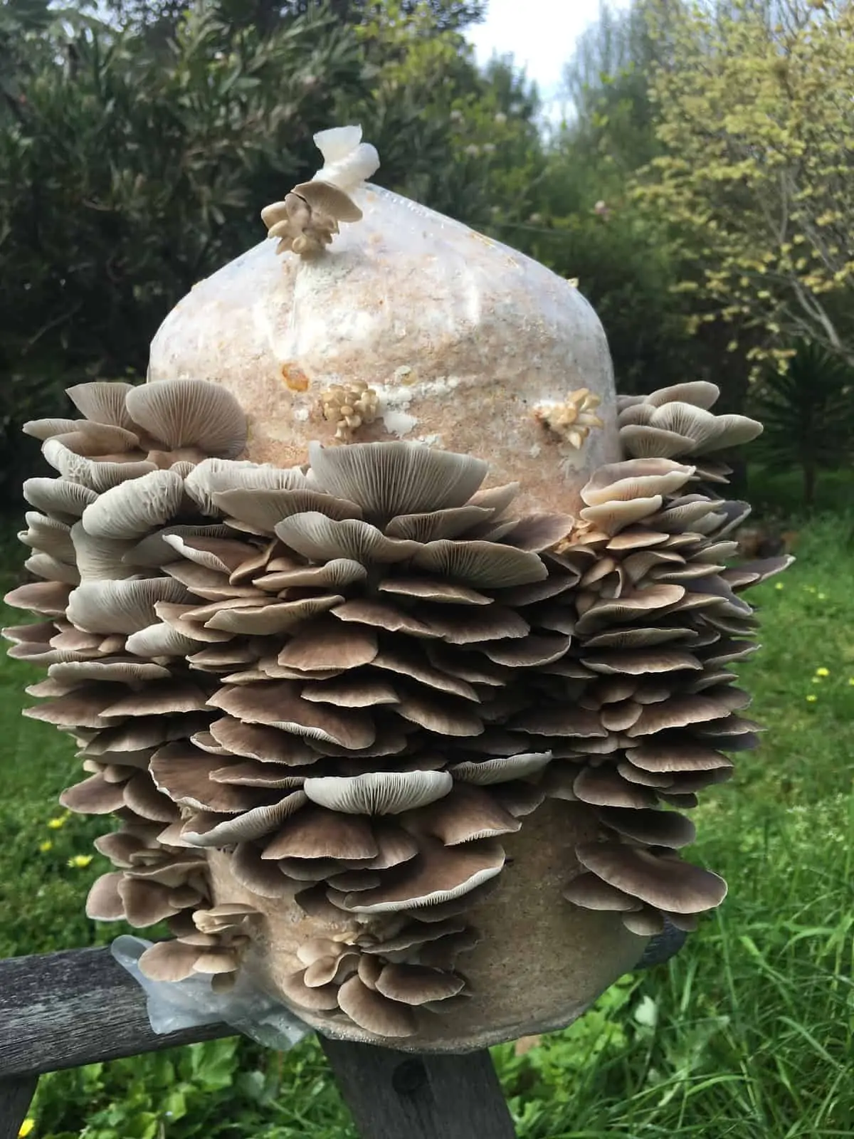 Grow your own mushrooms. Grey Oyster Mushroom grow kit (mini-farm)