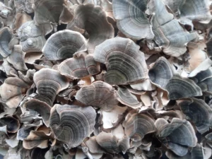 Turkey Tail mushrooms growing in New Zealand