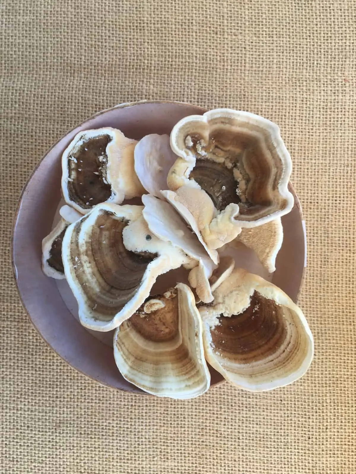 Turkey Tail Mushroom