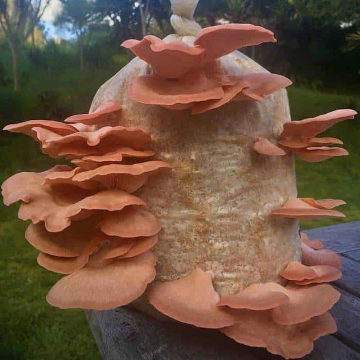 Pink Oyster Mushroom mini farm grow kit