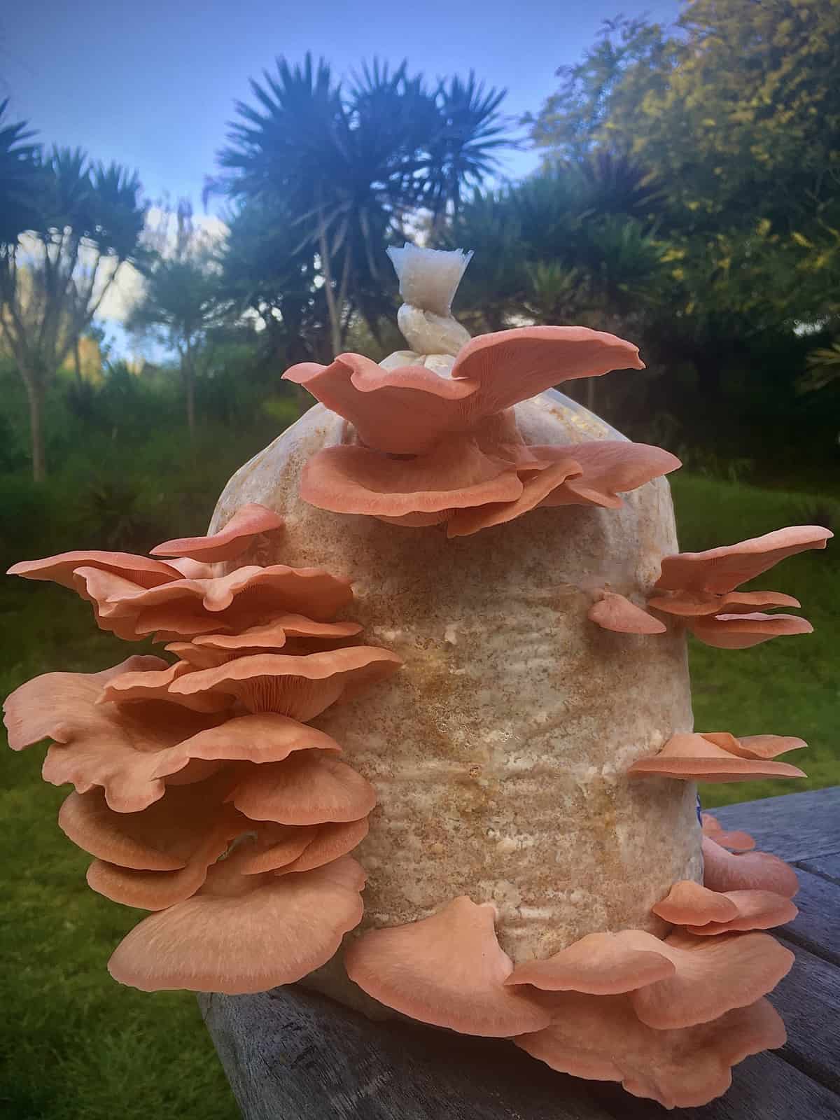Pink Oyster Mushroom mini farm grow kit