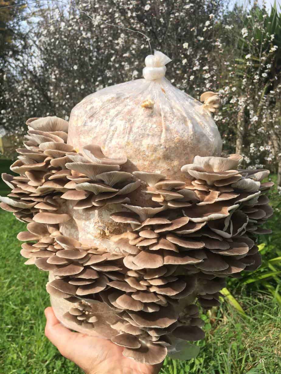 Fruiting mushroom grow kit ready to harvest