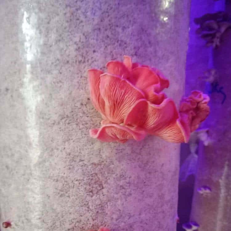 Growing mushroom about day 4