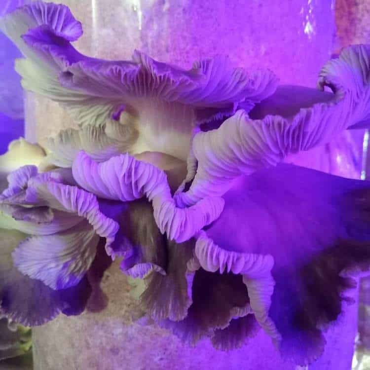 Over ripe mushrooms