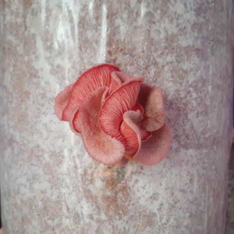 Pink oyster Mushroom with a couple of days growth