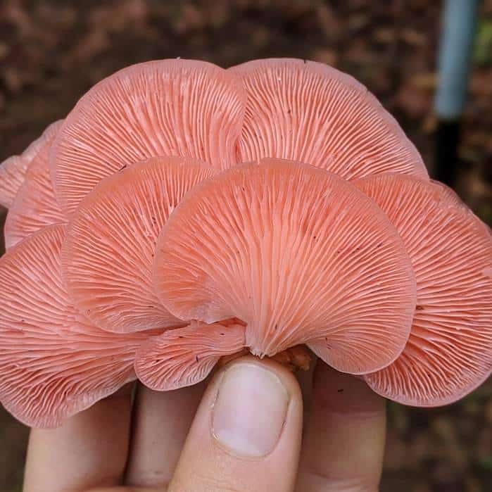 grow pink oyster mushrooms