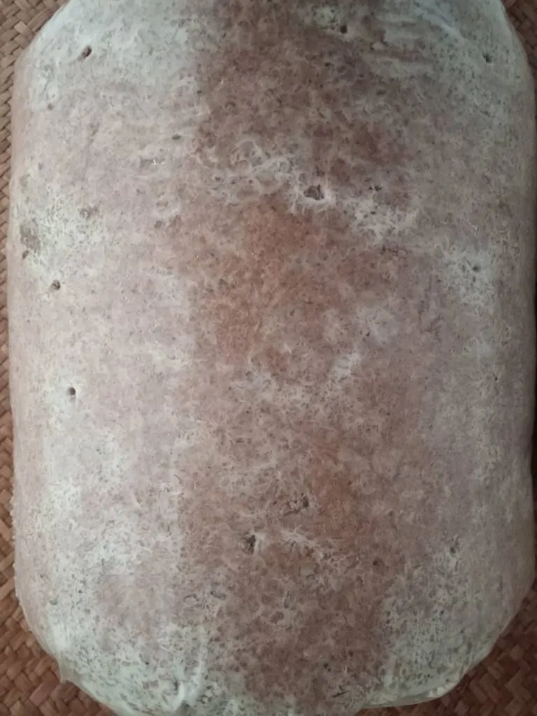 mushroom grow stages - incubation week 2