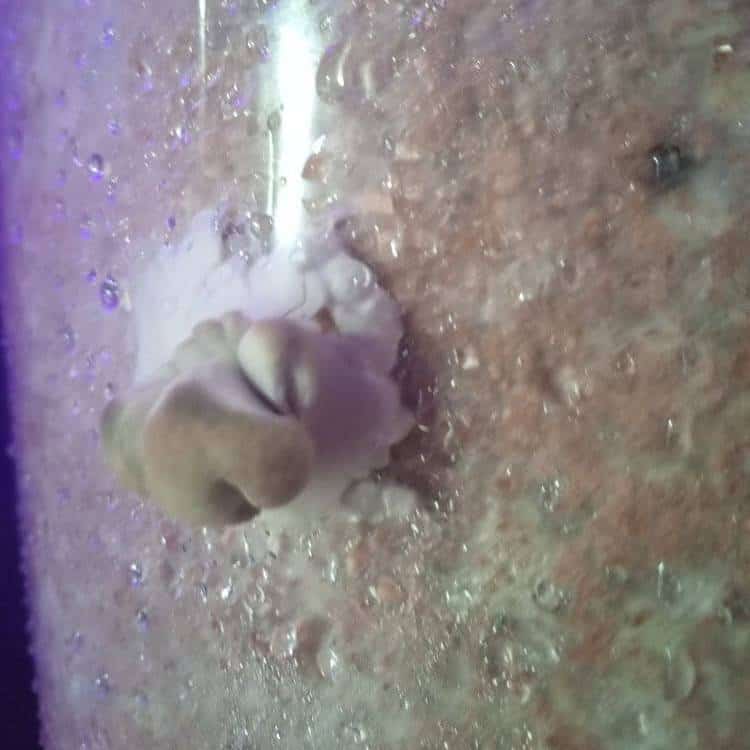 baby mushroom forming