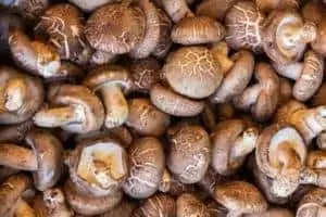 mushrooms for vegans plan based meat substitute