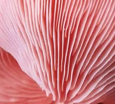 Pink Oyster mushroom