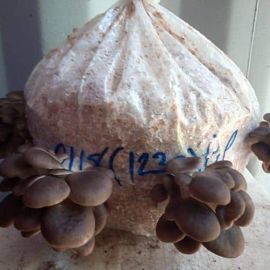 Oyster mushrooms about 3 days of growth