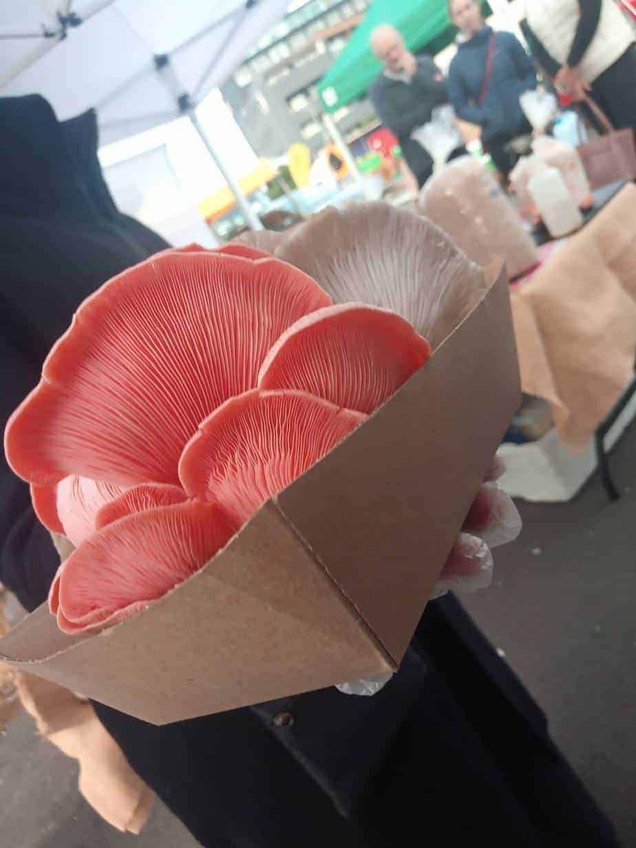Tray of Pink Oyster Mushrooms