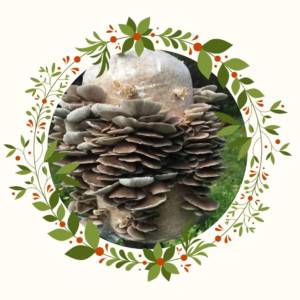 christmas oyster mushroom grow kit
