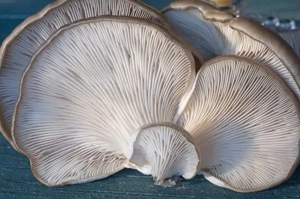 fungi gills