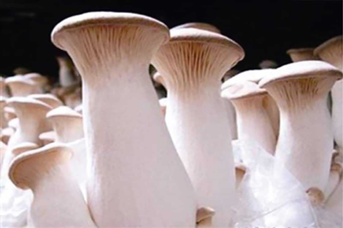 King Oyster Mushroom growing, not allowed in NZ