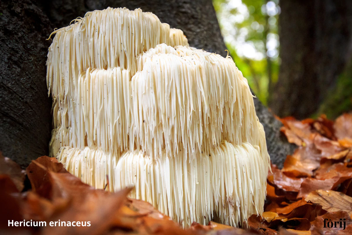 lion's mane mushroom mushroom growing in NZ