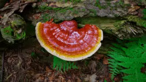 Reishi Mushroom