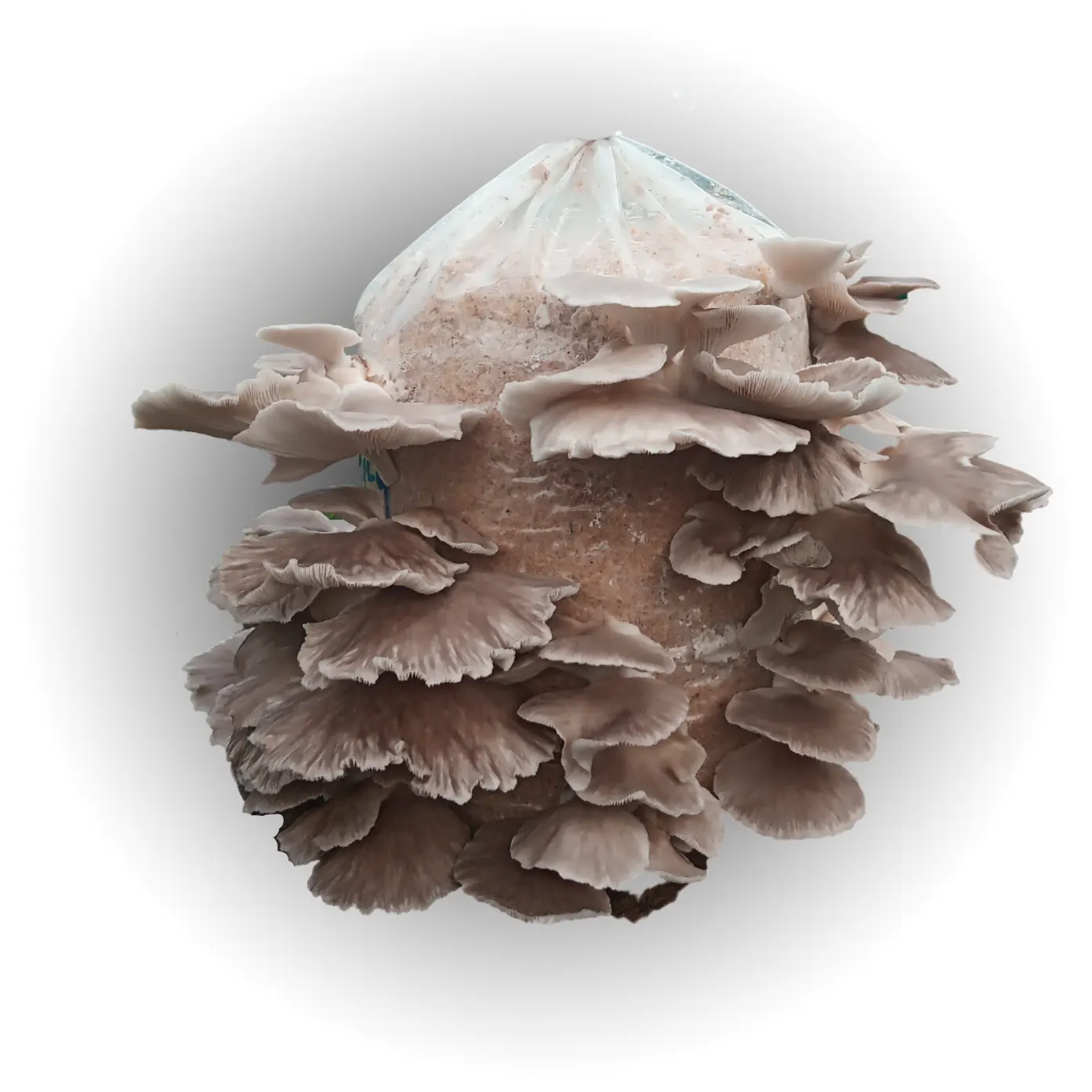 italian oyster mushroom