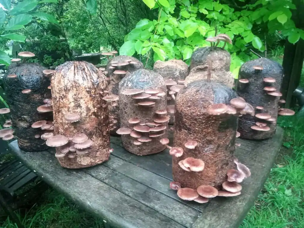 How to grow Shiitake mushrooms - NZ Native shiitake growing on logs