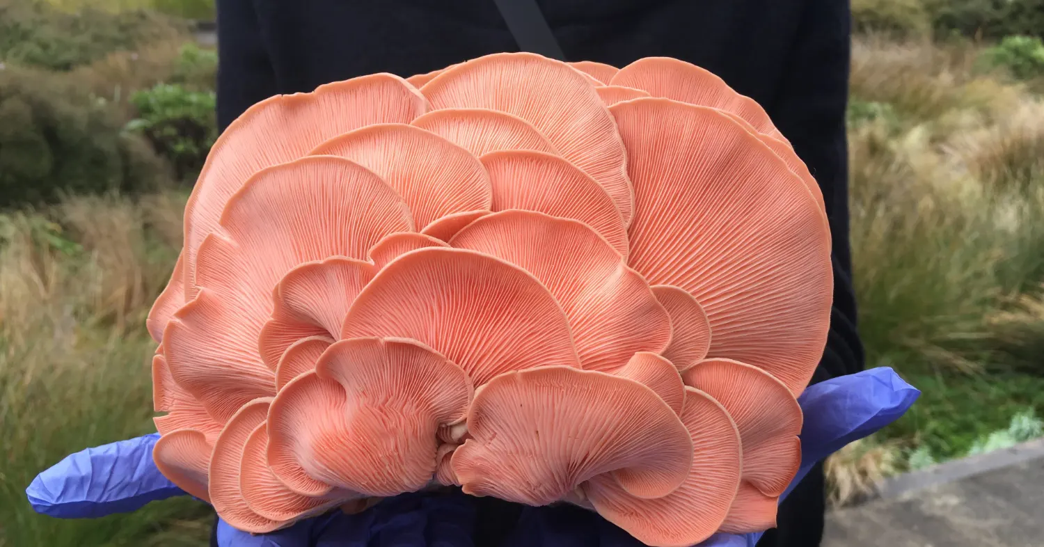 cluster of pink oyster mushrooms