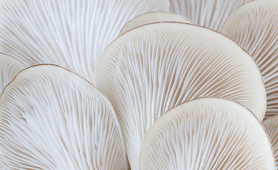 Oyster mushroom gills
