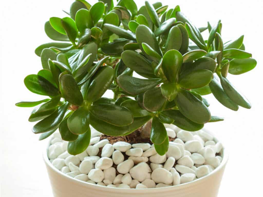 jade plant mushroom companion for humidity
