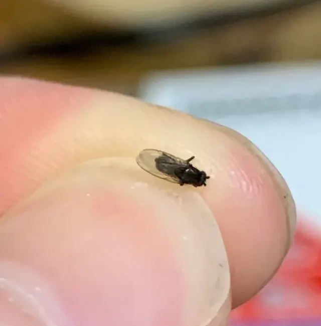 pharod fly size comparison