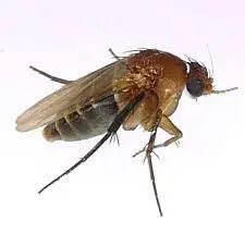 phorid fly detail