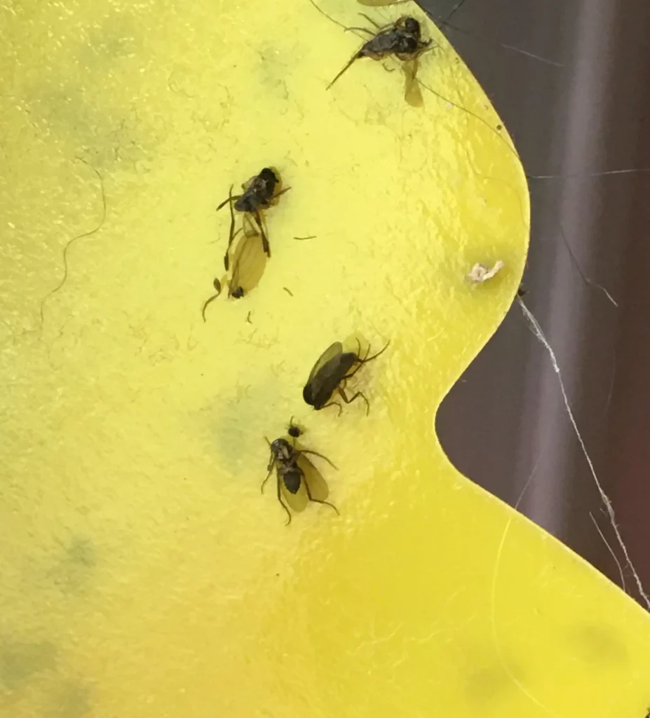 phorid fly on sticky trap