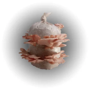 Pink Oyster Mushroom grow kit - 2kg